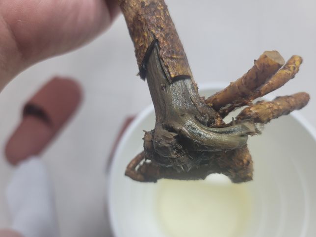 3주전에 심은 천리향이 시들고있어서 파내보니 뿌리가 썩어있습니다. 살릴수있을까요?의 0번 째 이미지