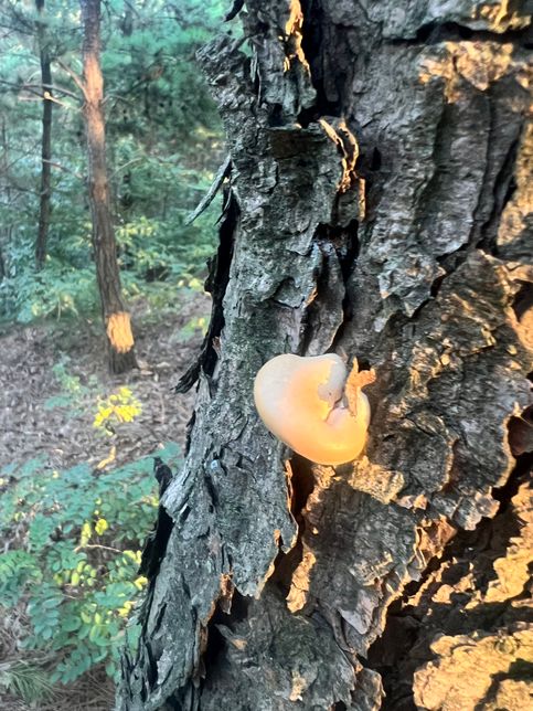 등산중에 소나무에 달린 이 버섯은 어떤?의 0번 째 이미지