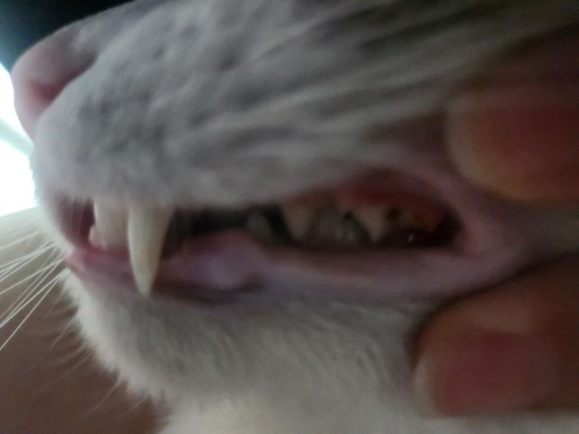 고양이 치아 확인부탁드려요 ㅠㅠㅠㅠㅠㅠ(2)사진 다시 남길께요의 0번 째 이미지