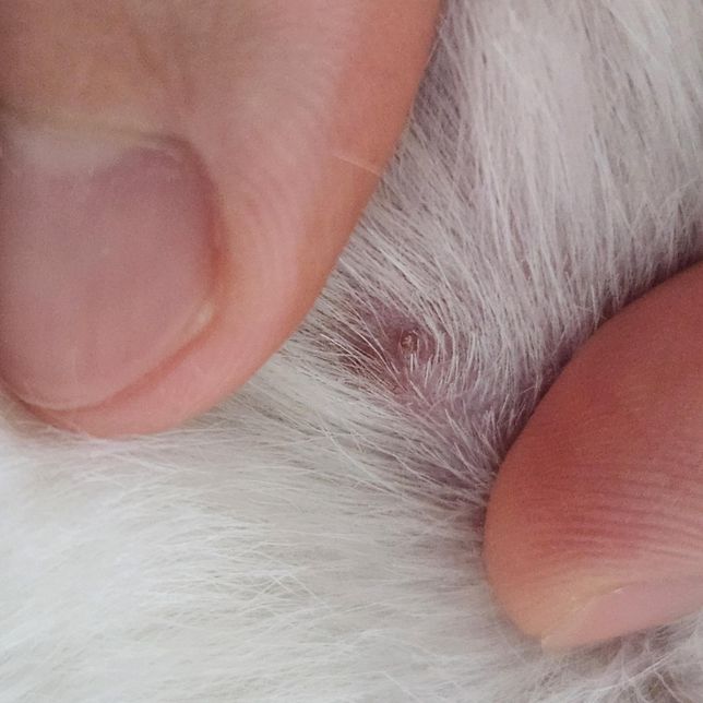 강아지 얼굴 입 근처에 피부병? 딱지?의 0번 째 이미지