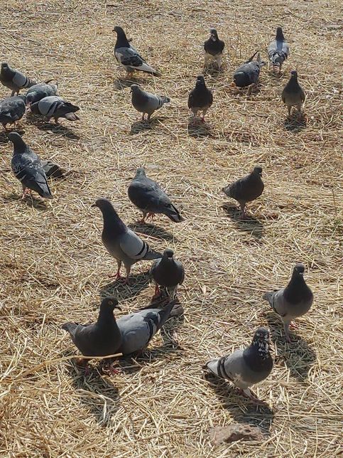 까마귀가 비둘기를 사냥하기도 해요?의 1번 째 이미지