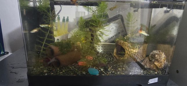 음성수초인 모스가 죽는 이유가 뭔가요?의 0번 째 이미지