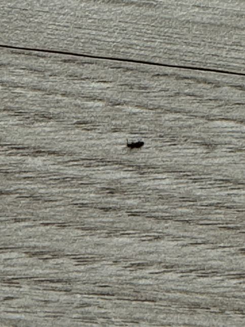 무슨벌레인지 봐주세요 ㅠㅠㅠㅠㅠㅠ의 0번 째 이미지