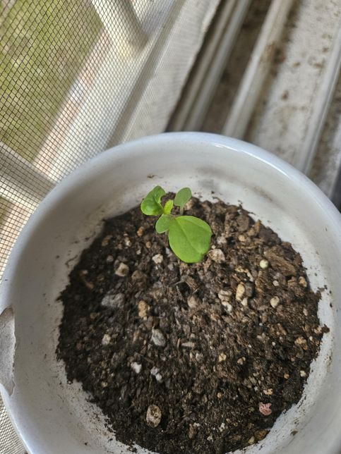 이거 혹시 어떤 식물의 싹인지 알 수 있을까요?의 0번 째 이미지