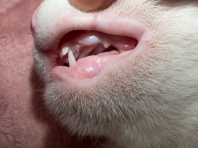 아깽이가 이갈이 중인데 송곳니가 안보여요의 0번 째 이미지