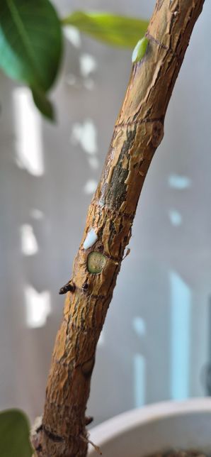 고무나무 시들해진 이유를 알 수 있나요?의 2번 째 이미지