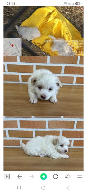 성견되면 몸무게 어느정도 될지 알수 있을까요?의 0번 째 이미지