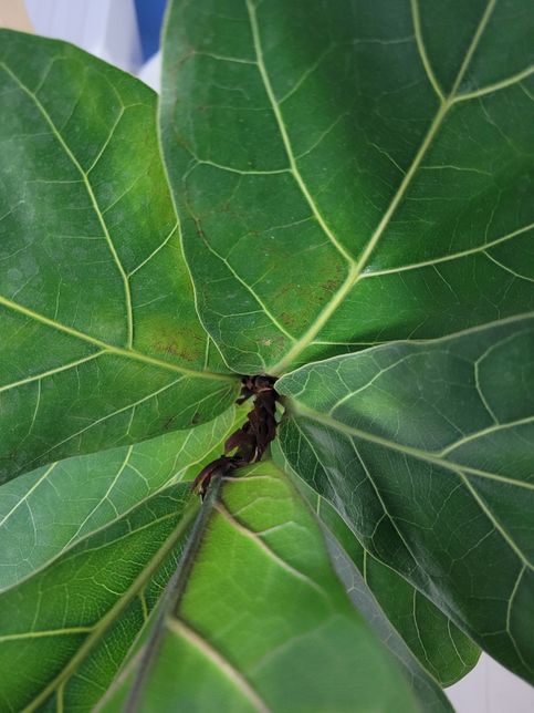 거실에서 키우는 고무나무 사진 봐주세요~~의 1번 째 이미지