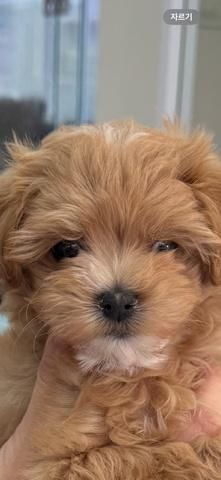 정확한 사시증상이랑 사시일까요?? 치료 받아야 할까요?의 0번 째 이미지