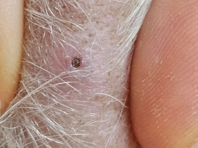 강아지 꼬리에 뭔가 박힌것 같은데 빼려면의 0번 째 이미지