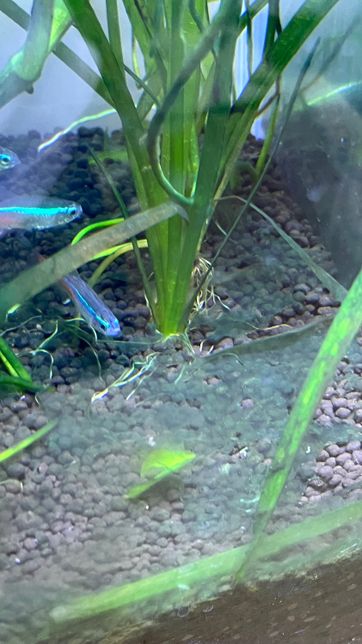 어항에 이런 이끼가 생기는데 무슨 이끼인가요?의 1번 째 이미지