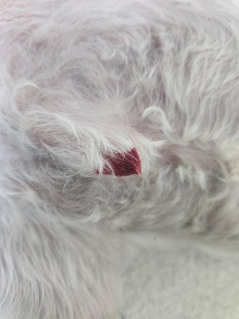 강아지 아침 소변 볼때 피가 나오는데 왜 그럴까요?의 0번 째 이미지