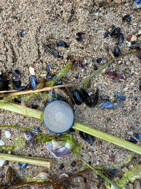 바다에 떠다니는 것의 정체가 뭔가요?의 0번 째 이미지