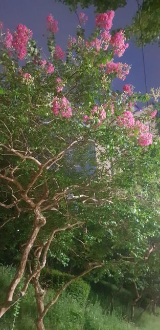 이 나무에 꽃은 이름이 어찌 되는지 알 수 있나요?의 0번 째 이미지