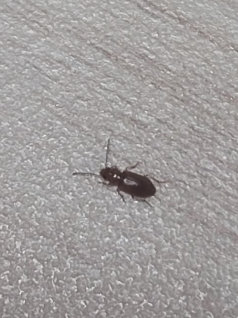 곤충잘알분들 이거 바퀴 유충인가요 먼지벌레인가요의 3번 째 이미지