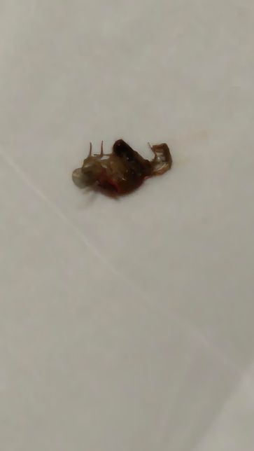 신축 아파트 화장실 욕조에서 벌레가 나와요 무슨 벌레인지 모르겠어요. 도와주세요의 0번 째 이미지