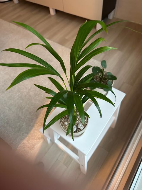 아레카야자 잎마름 현상과 잎 끝에 색변하는거 괜찮은건가요? 잎 끝이 휘어지는데 처음 기른 식물이라 잘 모르겠어요..의 1번 째 이미지