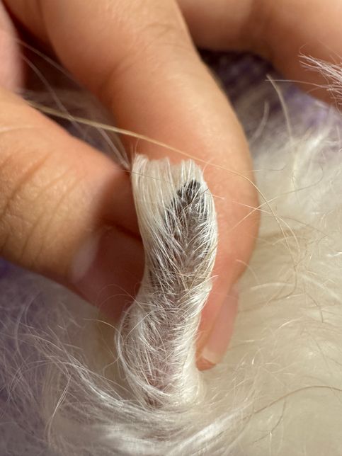 강아지 꼬리 끝에 원래 까맣나요???의 0번 째 이미지