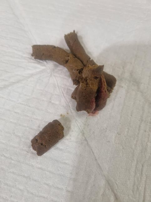 강아지가 혈변을 봐요(사진첨부 했습니다. 좀 더러워요)의 0번 째 이미지