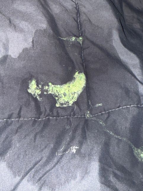 강아지가 전날 밤 노란거품토 한 이후 아침에는 간식을 토했어요의 1번 째 이미지