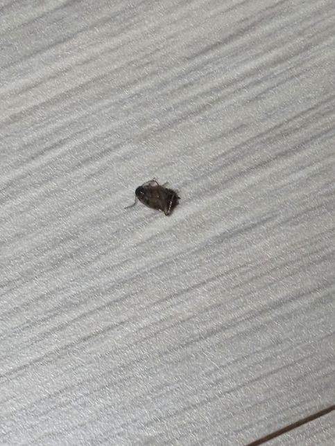 이거 무슨 벌레 인가요? 바퀴벌레인가요?의 0번 째 이미지