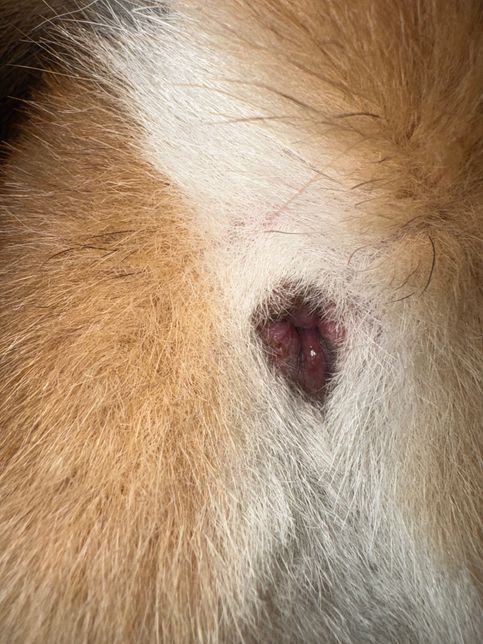 강아지 똥꼬좀 봐주세요 부탁드립니다의 0번 째 이미지