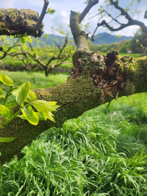 감나무에 청태가 많은데 그냥 둬도 되나요?의 0번 째 이미지