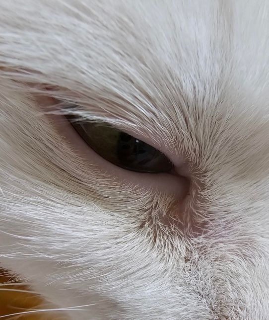 고양이 한쪽눈앞에 털이 빠진거같아요 왜그런거죠?의 0번 째 이미지