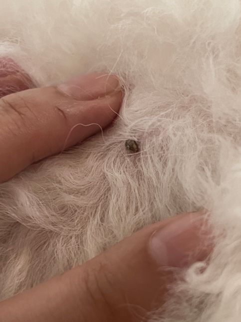 강아지 몸에 이거 뭔가요? 뾰루지인가요?의 1번 째 이미지