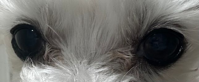 강아지 눈 건강에 대해 궁금해서 도와주세요의 1번 째 이미지