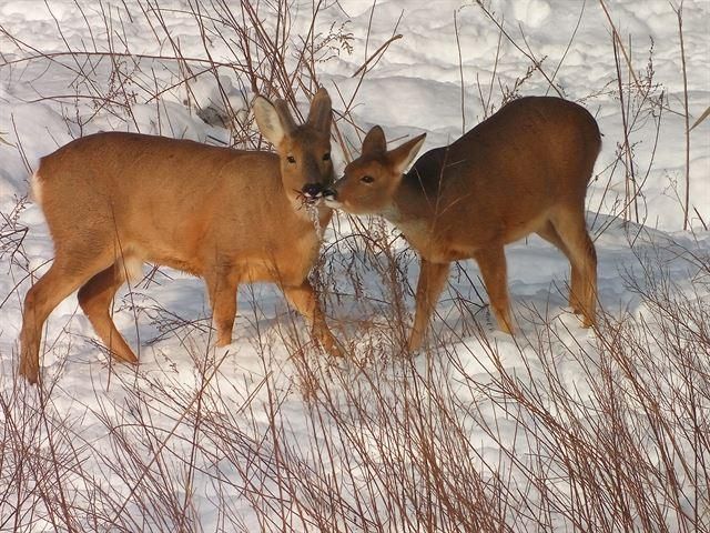 육식동물이 적으면 초식동물과 새, 물고기들이 경계심을 늦출 수도 있나요?의 1번 째 이미지
