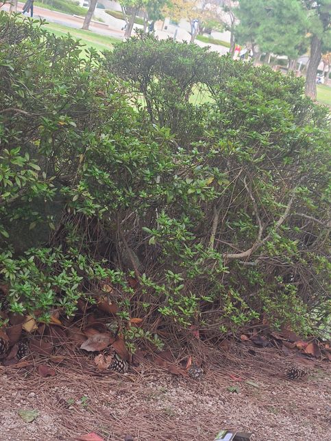 이 나무의 이름을 알고 싶습니다 사진 첨부합니다의 0번 째 이미지