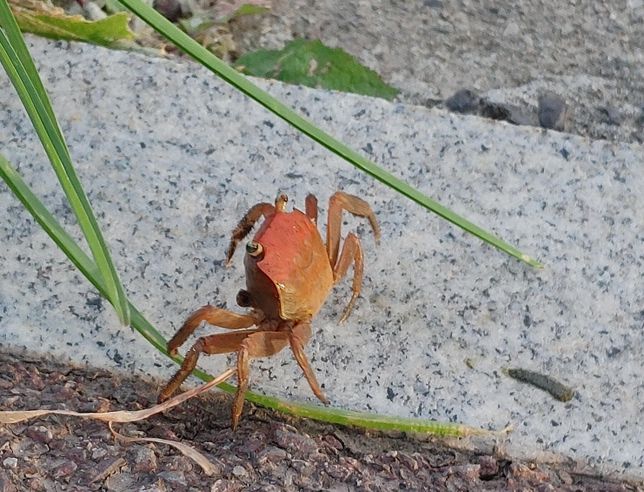 옆으로 걷는 게는 어떻게 물과 육지를 오고 가면서 숨을 쉬나요?의 2번 째 이미지