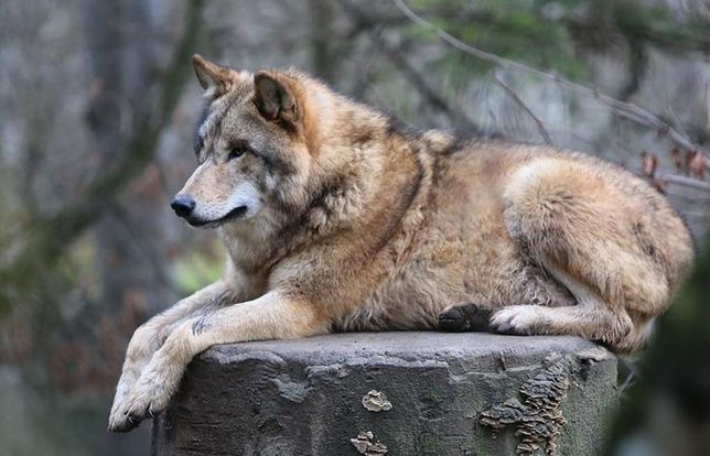 늑대도 귀엽게 생겼는데 늑대도 무서운가요??의 0번 째 이미지