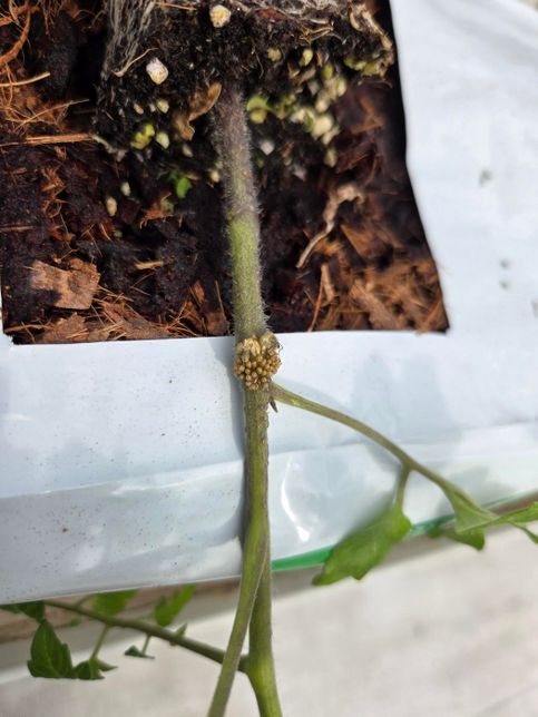 방울토마토 재배중 줄기에 뭔가 생겼습니다!의 0번 째 이미지