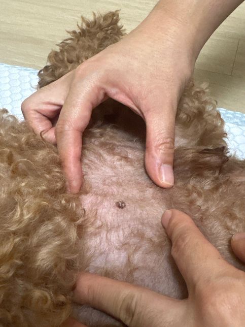 강아지 배에 뭔가생겼는데 이게뭔가요?의 0번 째 이미지