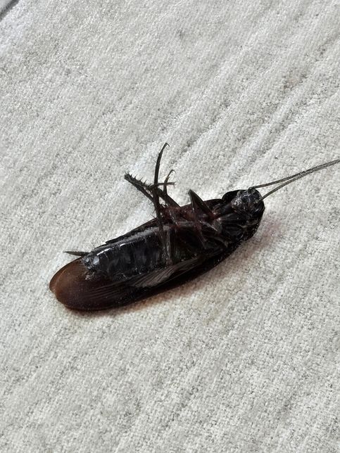 이거 바퀴벌레가 맞을까요? 의문입니다.의 0번 째 이미지