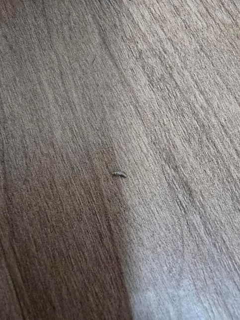 이게 무슨 벌레 인가요????????의 0번 째 이미지