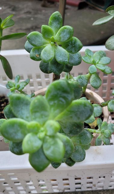 이 다육식물 이름이 뭔가요?????의 2번 째 이미지