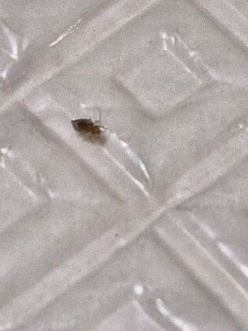 오래된 아파트에서 나오는데...무슨 벌레일까요?? ?!의 1번 째 이미지