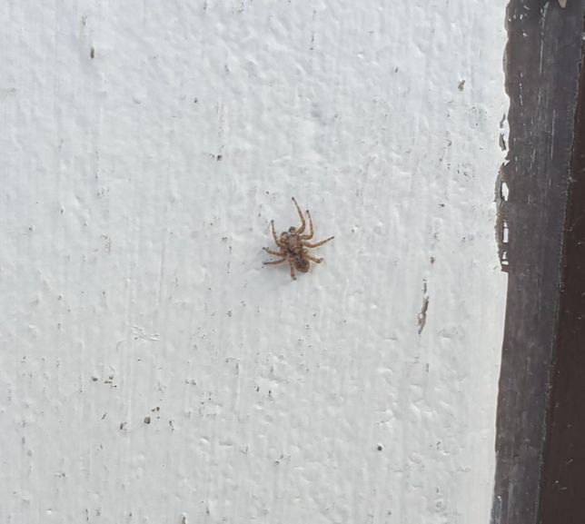 집 현관문 벽에서 발견된 깡충거미 이름을 알고 싶어요.의 0번 째 이미지