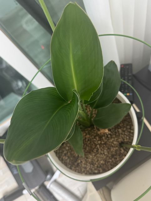 식물 잎이 안으로 말리면서 푸석푸석해요의 0번 째 이미지