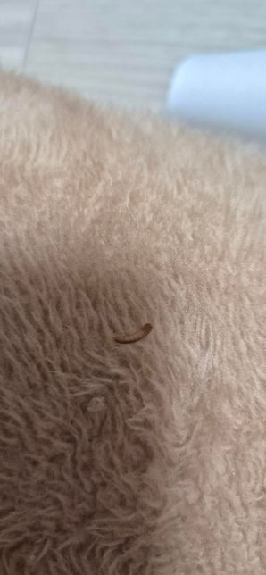 고양이 몸에러 애수시렁이 유충이 살수 있나요?의 0번 째 이미지