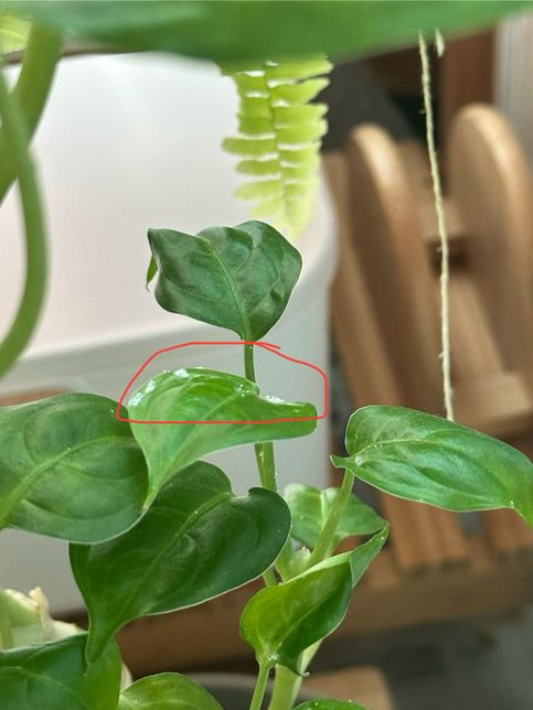 식물 잎 위에 하얀 먼지같이 생긴 것 정체가 뭐죠ㅠㅠ의 2번 째 이미지