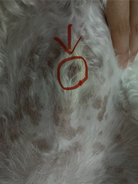 강아지 생식기가 붉어요. 염증생긴건가요??의 0번 째 이미지