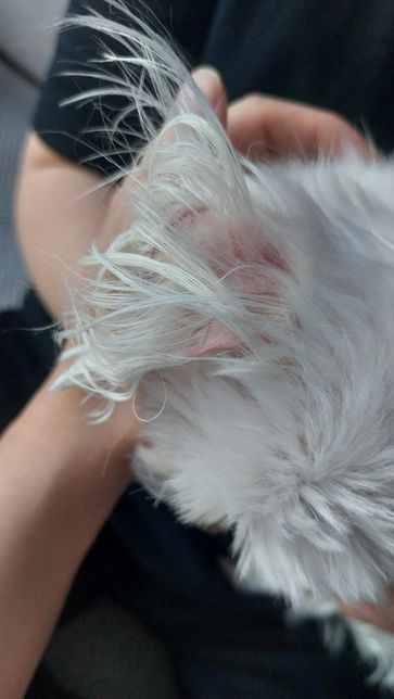 12살 말티즈, 3개월 포메 관련 질문입니다의 2번 째 이미지