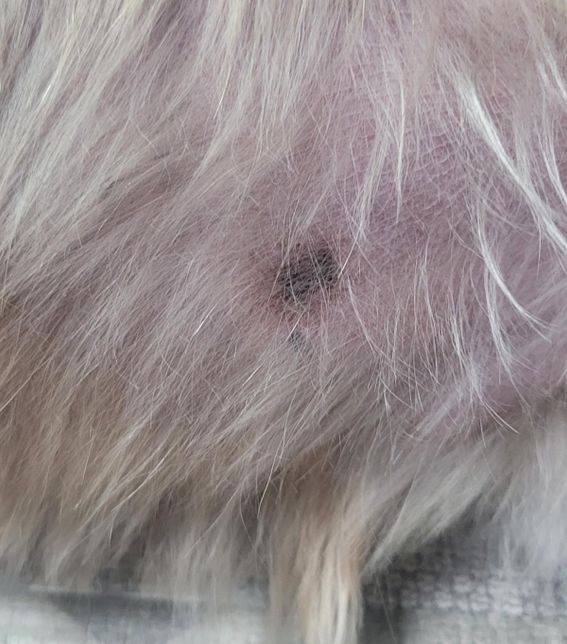 강아지 등에 이런 검은피부 병변이 생겼는데 비누로 딱으니 없어졌습니다. 이게 대체 뭘까요?의 0번 째 이미지