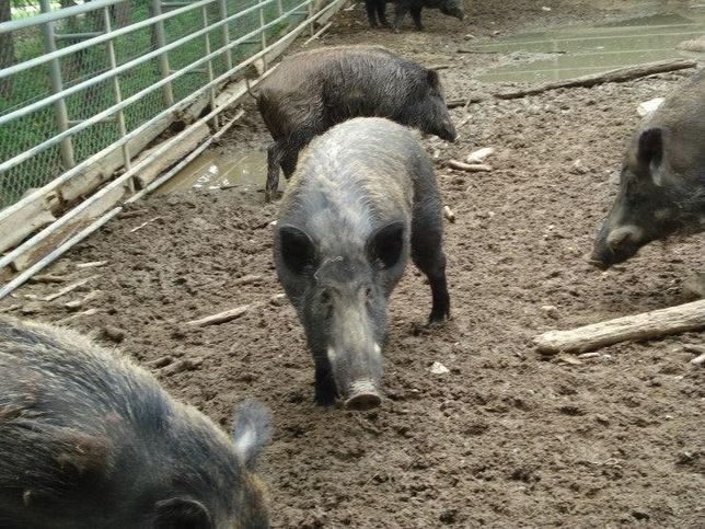 멧돼지는 어떻게 백인들과 함께 배를 타고 북아메리카에 정착했나요?의 0번 째 이미지