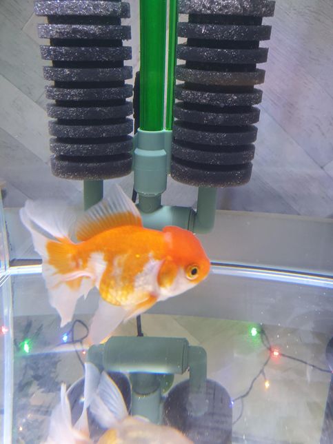 금붕어 종류가 뭔가요? 궁금합니다.의 0번 째 이미지