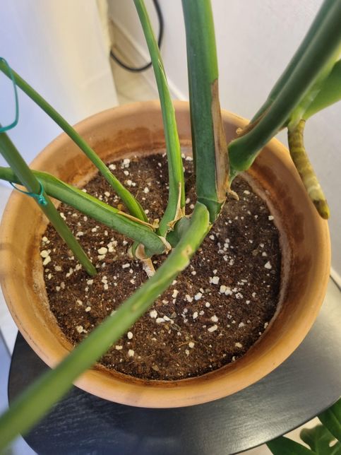 몬스테라 화분 흙에 곰팡이 생기는 이유의 0번 째 이미지